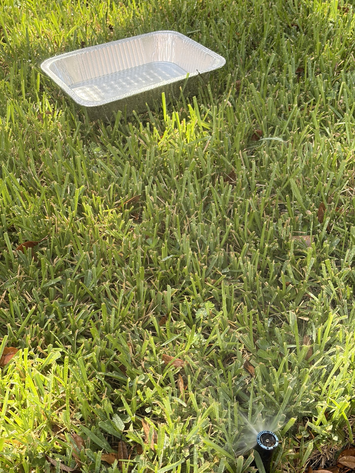 芝の上に浅いトレーを置いてスプリンクラーの散水量を測定