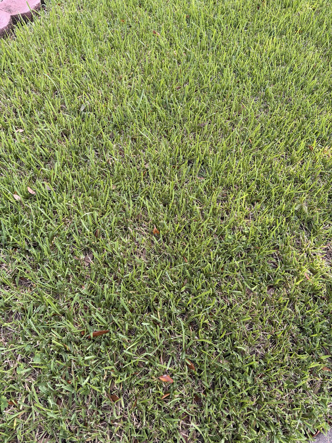 Houstonの真夏に乾燥傾向が見えた芝の全景